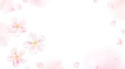 Fototapeta na wymiar Blurred pastel background with flower petals.
