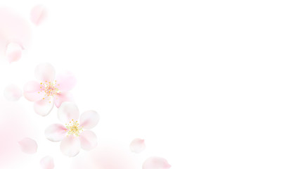 Obraz na płótnie Canvas Blurred pastel background with flower petals.