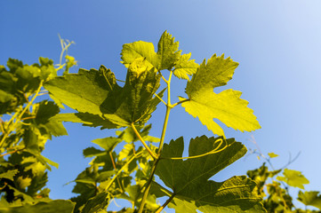 Weingarten, Österreich, Niederösterreich, Weinviertel, Großno