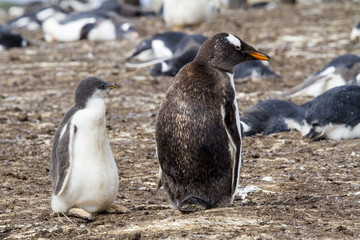 Gentoo Penguin Colony