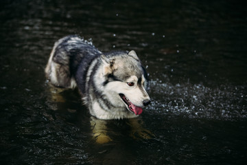 Husky dog running outdoors. Entertainment. River.