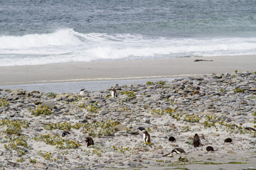 Penguins - Magellan and Gentoo