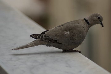 Piccione nel balcone 2