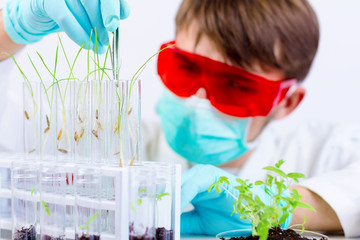 Environmental sciences. Scientist taking out gmo plant with a tongs from the glass flask for...