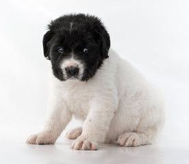  landseer dog kennel pure breed white background 
