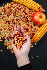Young girl holds red and yellow fresh organic corn and wheat seeds in her hand