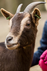Goat