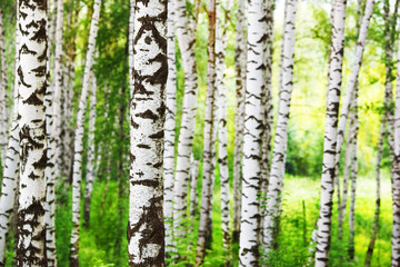 summer in sunny birch forest - 140701006