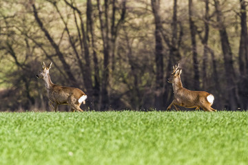 Roes in meadow -Roes  graze in the meadow in the middle.