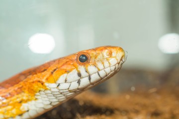 Obraz premium Cornsnake portrait close up view