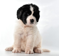  landseer dog kennel pure breed white background 