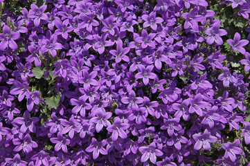 Fototapeta premium Campanule muralis