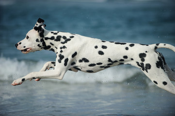 Dalmatian dog running along ocean waves