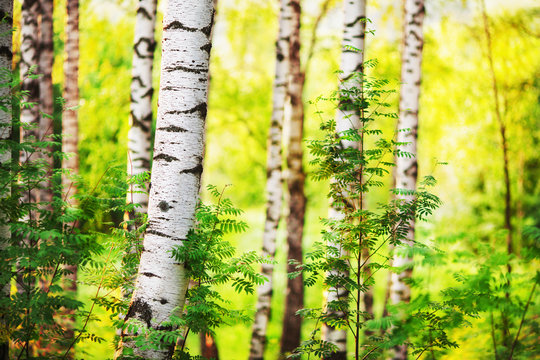 Fototapeta summer in sunny birch forest