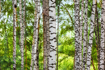 summer in sunny birch forest
