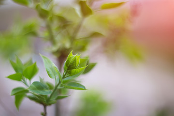 Obraz premium Beautiful green leaves