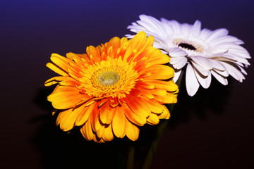 Colorful Gerbera in dark background