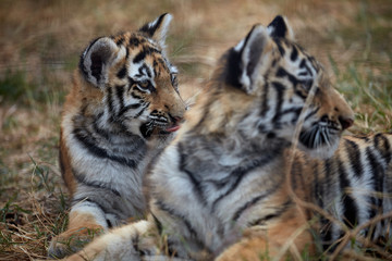Fototapeta na wymiar Playing tiger cubs. young Tiger