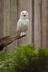 weisse Schnee-Eule