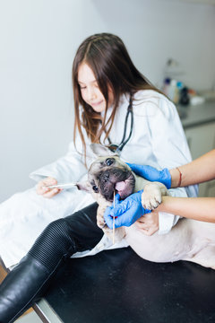 Beautiful young girl dressed as vet with her French bulldog at veterinary. Vet taking a dog's swab. Selective focus on dog.