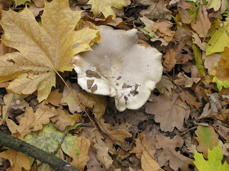 Naklejka premium OLYMPUS DIGITAL CAMERA