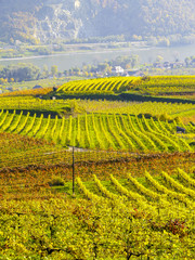 Wachau, herbstlicher Weingarten, Österreich, Niederösterreich,