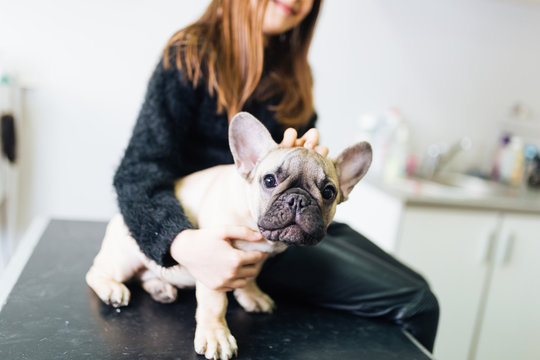 Beautiful cute little girl with her French bulldog at veterinary. 