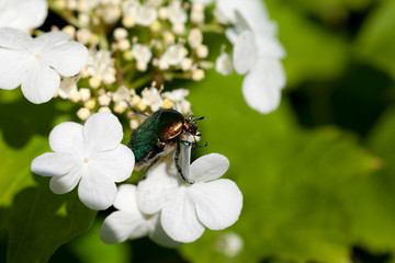 Flowering spring viburnum opulus (guelder-rose) and flower chafer