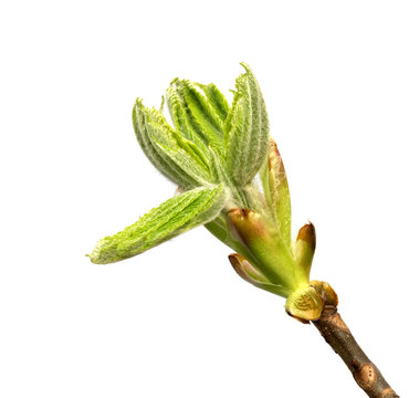Spring twig of horse chestnut tree with young green buds