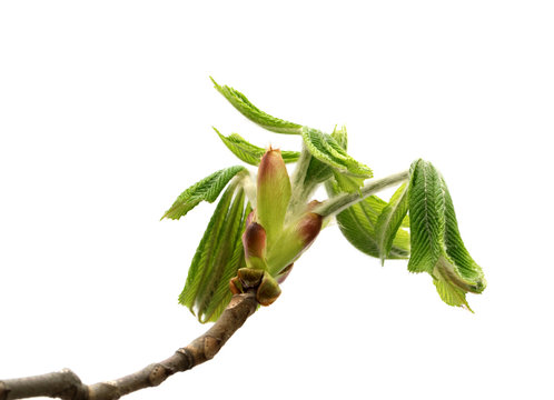 Spring twigs of horse chestnut tree with young leaves