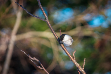 Bird titmouse in the wild nature