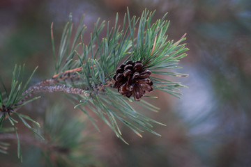 Pine cone in the forest