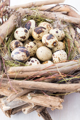 Quail eggs of birds nest. Easter composition.