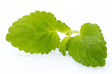 Fresh mint leaves isolated on white background. © gitusik