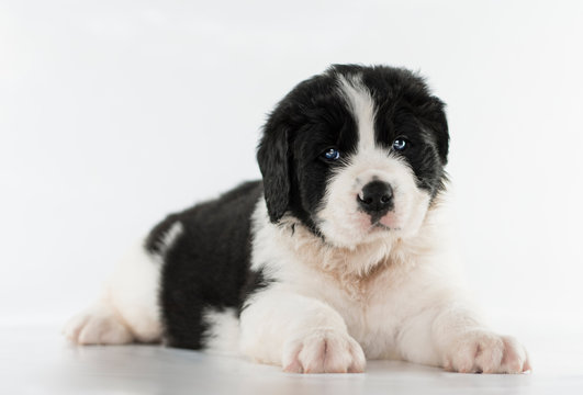 boarding for reactive dogs