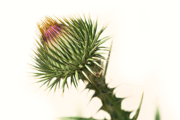 Fototapeta na wymiar Burdock is not a blossoming flower on a white background, a thorn