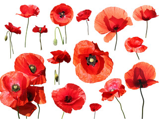 Obraz premium Zestaw czerwonych maków na białym tle na białym tle.