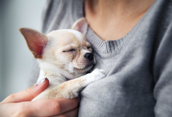 chihuahua puppy in the hands of a girl with a nice manicure. - 140705679