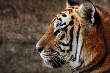 Fototapeta na wymiar Tiger, portrait of a tiger