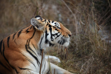 Tiger, portrait of a tiger