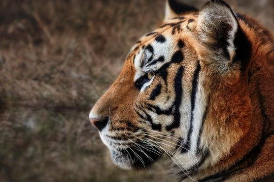 Tiger, portrait of a tiger