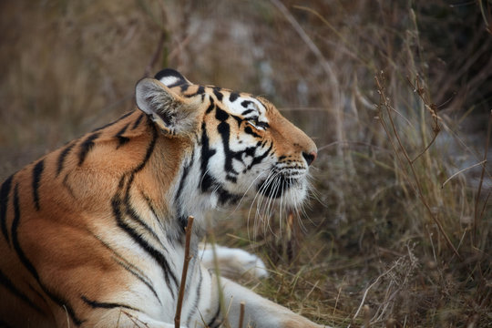 Tiger, portrait of a tiger