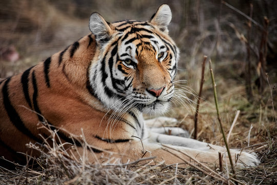 Tiger, portrait of a tiger