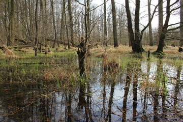 Obraz premium Feuchte Landschaft im Frühjahr