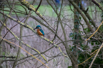 The large beak of a focused kingfisher perched on a tree branch