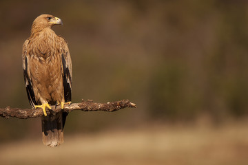 aguila imperial