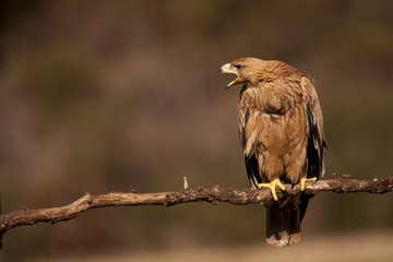 aguila imperial