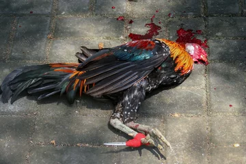 Crédence de cuisine en verre imprimé Poulet Dead chicken after fight