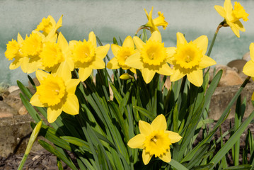 Obraz premium Blühende Narzissen im Sonnenlicht in einem Blumenbeet im Frühjahr