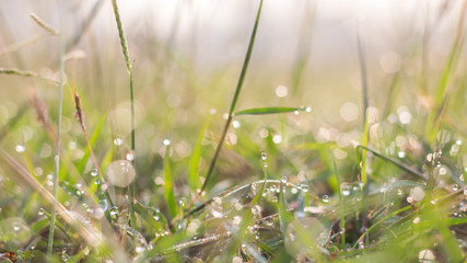Forest meadow with dew on grasses,Macro image with small depth of field,Blur bokeh background